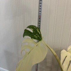 モンステラ ホワイトタイガー 斑入りの画像