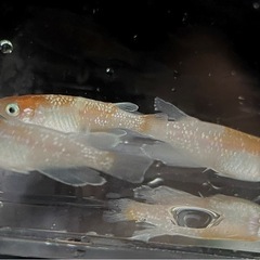【拓めだかラボ】モヒZめだか・稚魚 20匹の画像