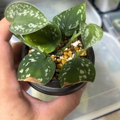 スキンダプサス　スネークスケール　トリカラー　観葉植物