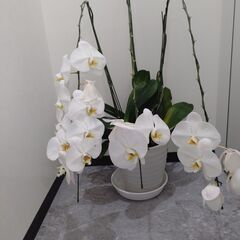 大半のお花が落ちた胡蝶蘭2鉢の画像