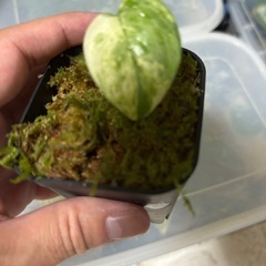スキンダプサス　マングライ　観葉植物