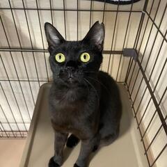 美人で優しい性格の黒猫さん🖤2才♀