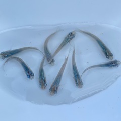【拓めだかラボ】深海めだか ・稚魚20匹 の画像