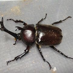 【オマケ個体追加】国産カブトムシペア+本土ノコギリクワガタペア　7-2の画像