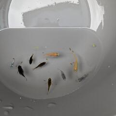だるまMIXめだか8匹とゴールドチェリーシュリンプ5匹の画像