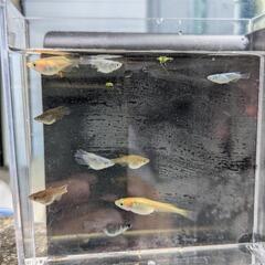 だるまMIXめだか8匹とゴールドチェリーシュリンプ5匹の画像