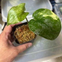 スキンダプサス　ブラックドラゴン　斑入り　観葉植物