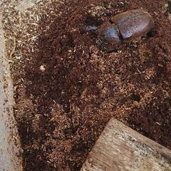 カブト虫   レッドアイ  レッドボディペアの画像