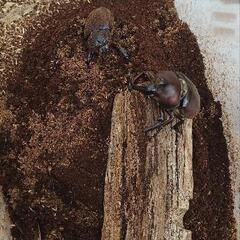 カブト虫   レッドアイ  レッドボディペアの画像