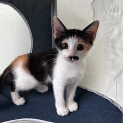 三毛猫ロリポップちゃんトライアルに出ます！