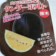 朝採れ野菜第3弾、甘い大玉スイカ丸ごと1個，甘い,ミニトマト、ピーマン、なすび、格安1200円です。 の画像