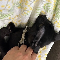 黒猫男の子8月17日の譲渡会に参加します！ - 猫