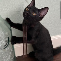 黒猫男の子8月17日の譲渡会に参加します！
