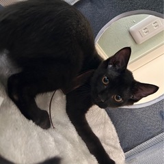 黒猫男の子8月17日の譲渡会に参加します！ - 向日市