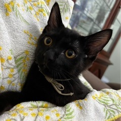 黒猫男の子8月17日の譲渡会に参加します！ − 京都府