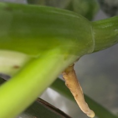 モンステラ　デリシオーサ　おまけ　観葉植物の画像