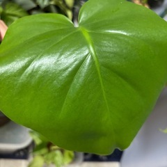 モンステラ　デリシオーサ　おまけ　観葉植物の画像