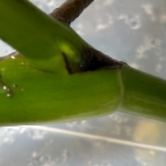 モンステラ　デリシオーサ　おまけ　観葉植物の画像