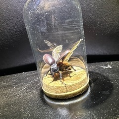 チビカブトムシ！標本の画像