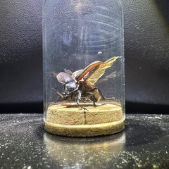 チビカブトムシ！標本の画像