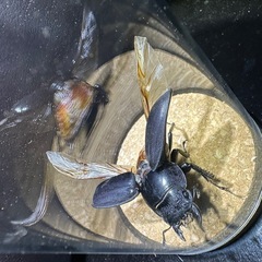 WDパラワンオオヒラタクワガタ︎︎ ♀ 標本の画像