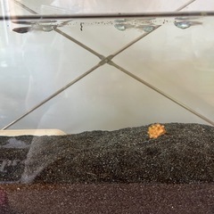 MIXメダカ針子〜稚魚10匹の画像