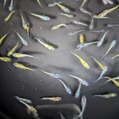 ネプチューン×鰭長ラメメダカの画像