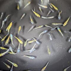 ネプチューン×鰭長ラメメダカの画像