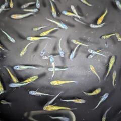 ネプチューン×鰭長ラメメダカの画像