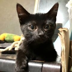 元気いっぱいの甘えん坊黒猫ちゃん3姉妹(2ヶ月)