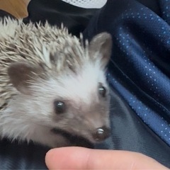 ハリネズミ