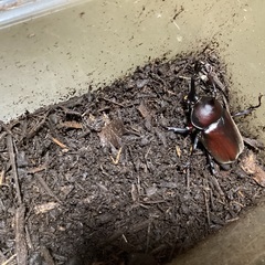 カブトムシ