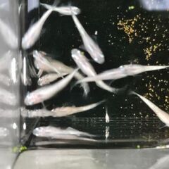 ﾎﾜｲﾄﾘｱﾙﾛﾝｸﾞﾌｨﾝ🐟の画像