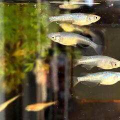 水槽、メダカ１０匹、おまけなど、セットでお譲り致します。の画像