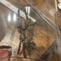 インディアンオーナメンタル2匹の画像