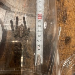 インディアンオーナメンタル2匹の画像