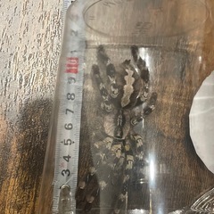 インディアンオーナメンタル2匹の画像