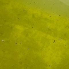 🟠紅帝メダカ　針子10匹①の画像