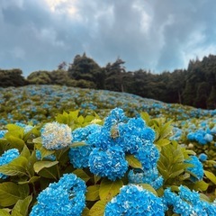 ☆ウォーキング仲間募集します☆