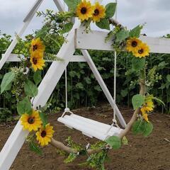 🌻2025 藤崎ひまわり回廊🌻