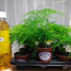 　観葉植物プルモサス　　アスパラ