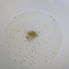 ⑰〚好評〛かわいいメダカ飼育セットの画像