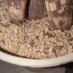 【無料】観葉植物の土の画像