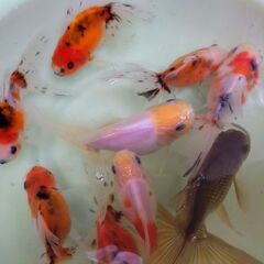 プライスダウン!! 自家産アズマニシキ  1匹 400円の画像