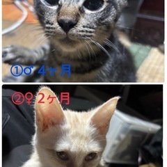 人懐っこい二ヶ月から8ヶ月の子猫ちゃんです🐈