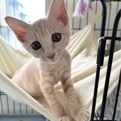 人が大好き💕毛色が珍しいラテちゃん❣️