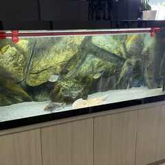 神奈川県の120cm水槽の中古が安い！激安で譲ります・無料で