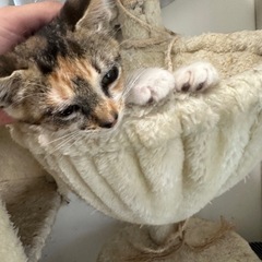 生後2か月のミケ猫　女の子