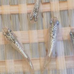 オリジナルメダカ　【アルタイル（仮名）】　画像の若魚　雄2雌2  出品開始します。の画像