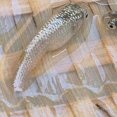 オリジナルメダカ　【アルタイル（仮名）】　画像の若魚　雄2雌2  出品開始します。の画像